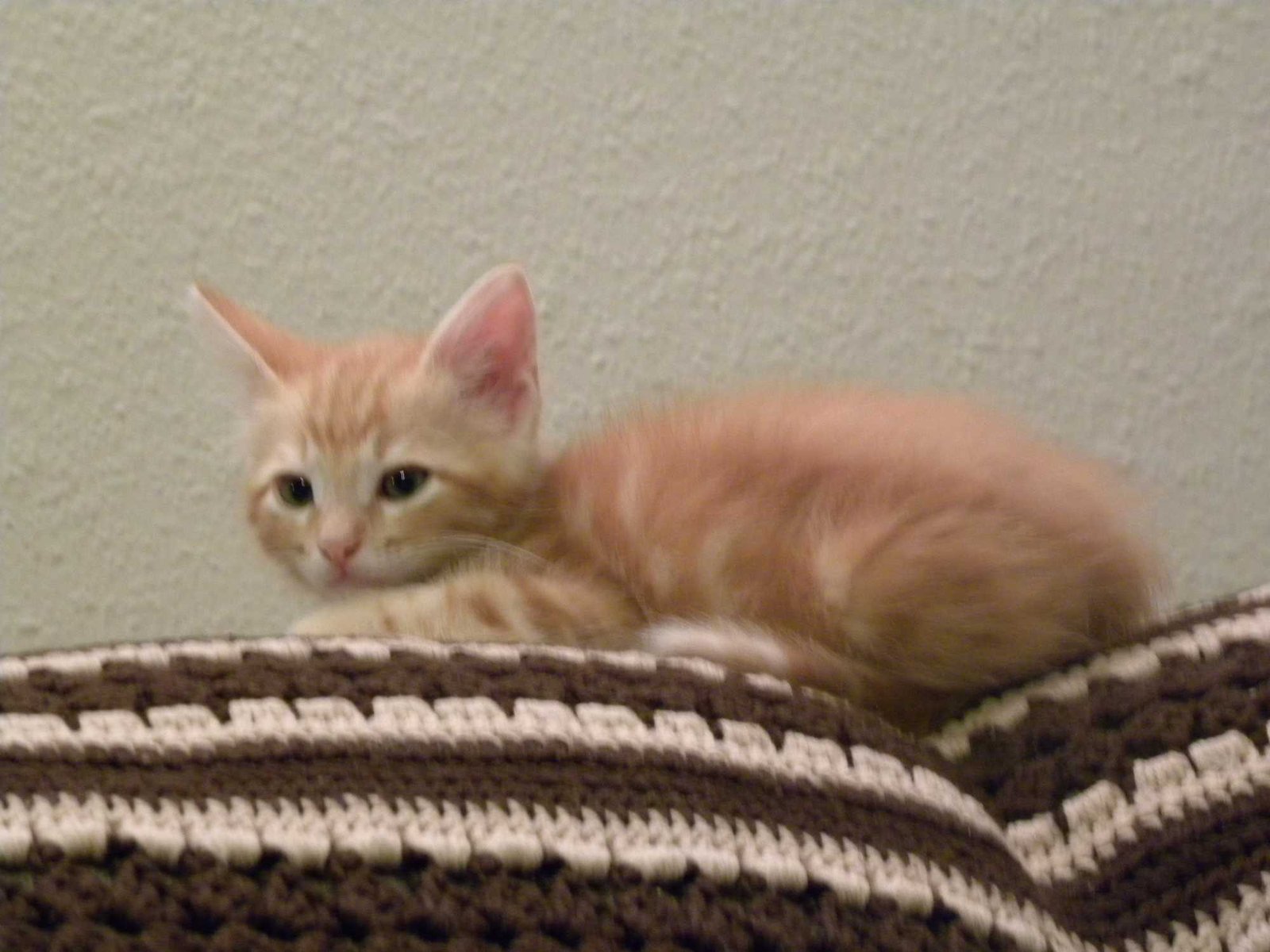 Lost Cat in Middlesbrough, England — listing photo