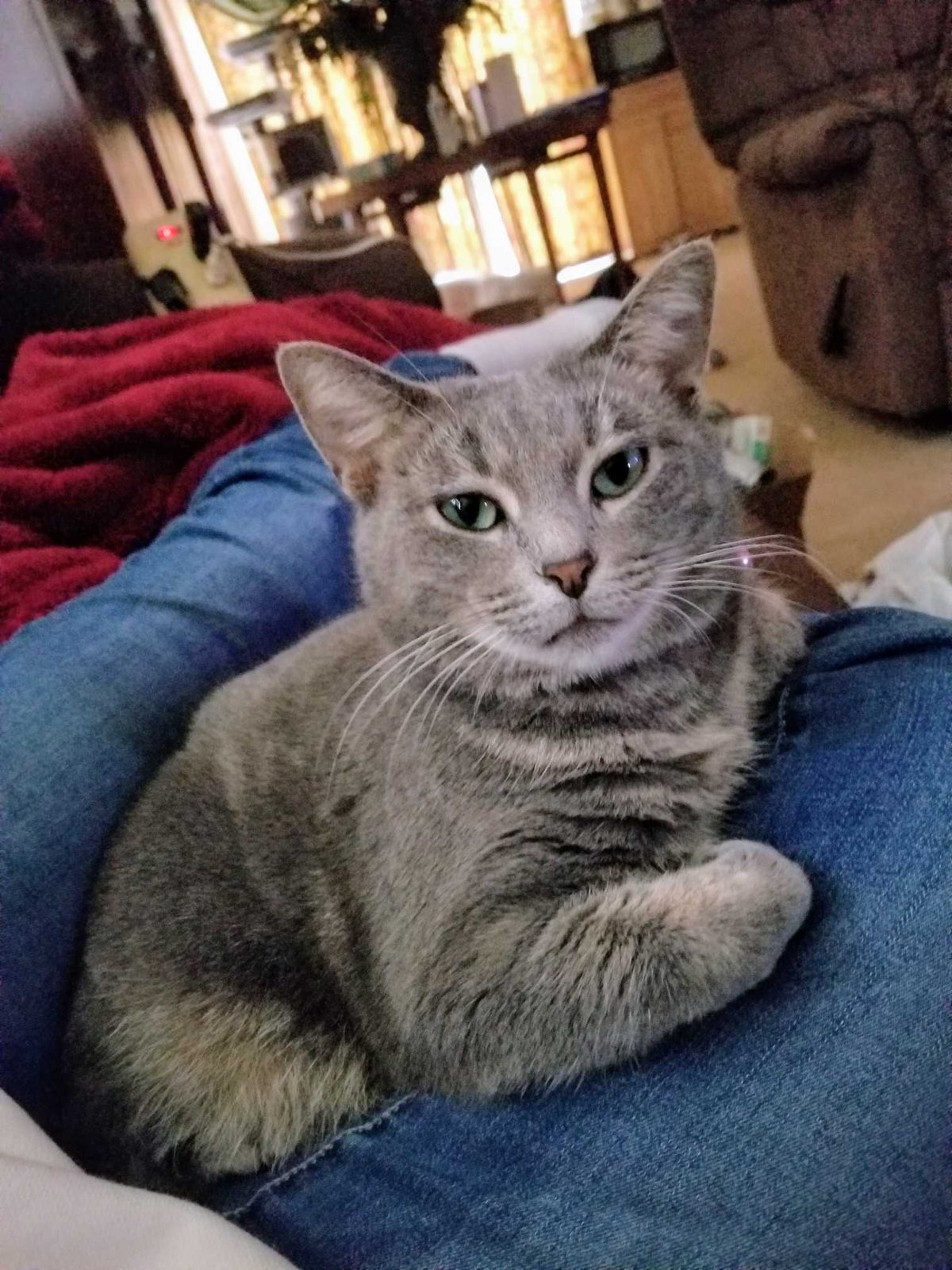 Lost Cat in Leeds, England — Have you seen this cat in Leeds?