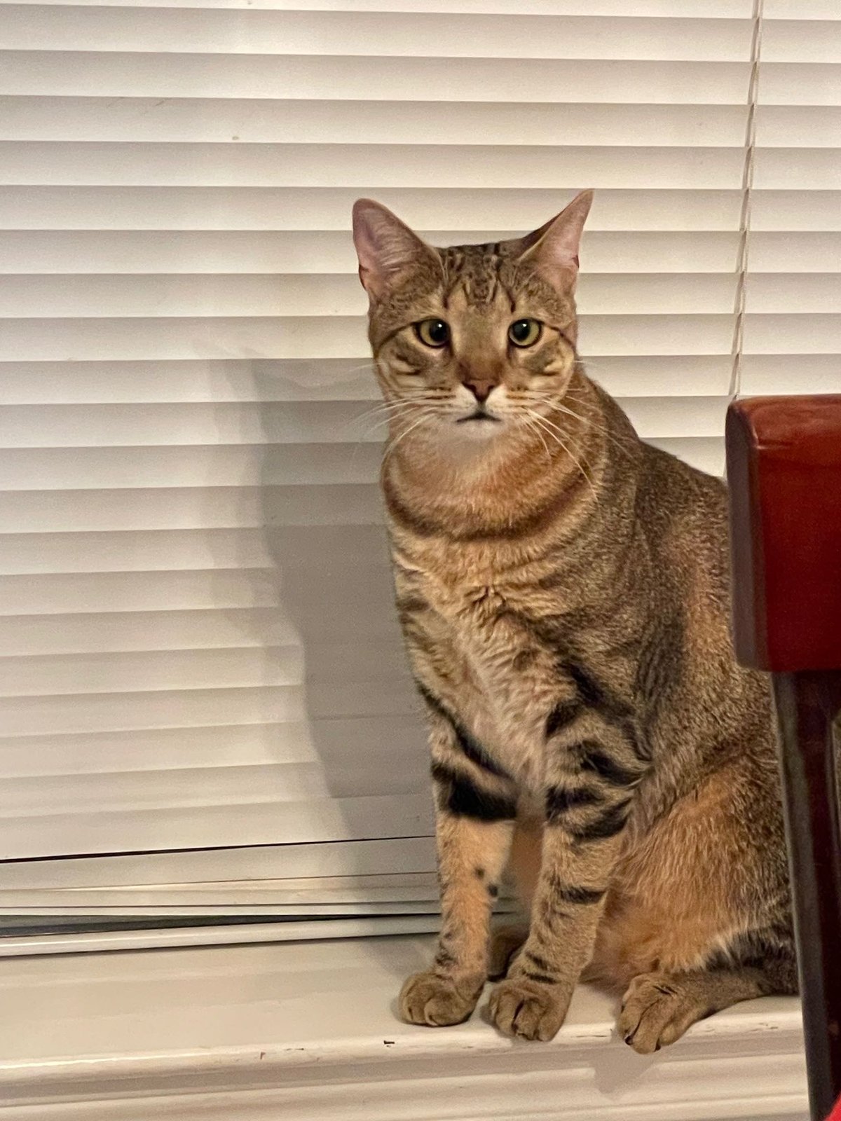 Lost Cat in Brighton, England — listing photo