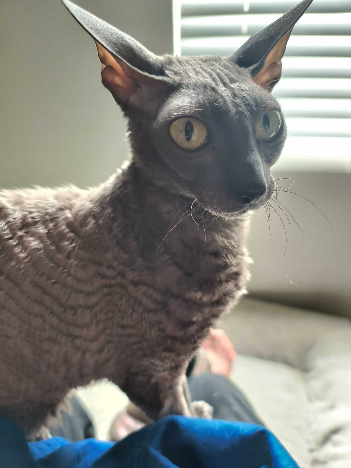 Lost Cat in Telford, England Lost Cat in Telford, England — listing photo