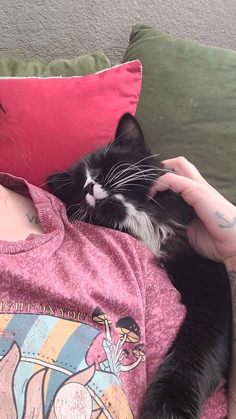 Lost Cat in Belfast, Northern Ireland — listing photo