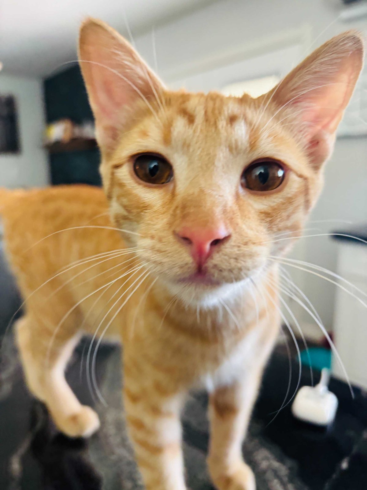 Lost Cat in Peterborough, England: Have you seen this cat in Peterborough? Lost Cat in Peterborough, England — Have you seen this cat in Peterborough?