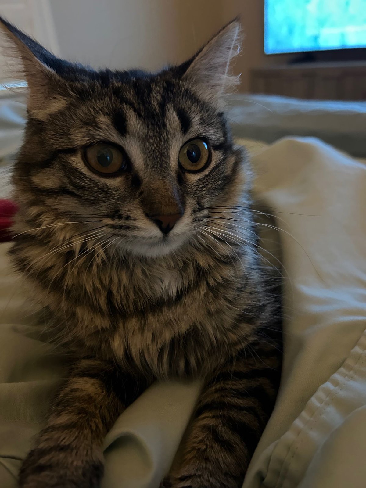 Lost Cat in London, England — listing photo