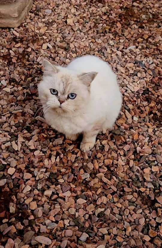 Found Cat in Blackpool, England: Cat found in Blackpool Found Cat in Blackpool, England — Cat found in Blackpool