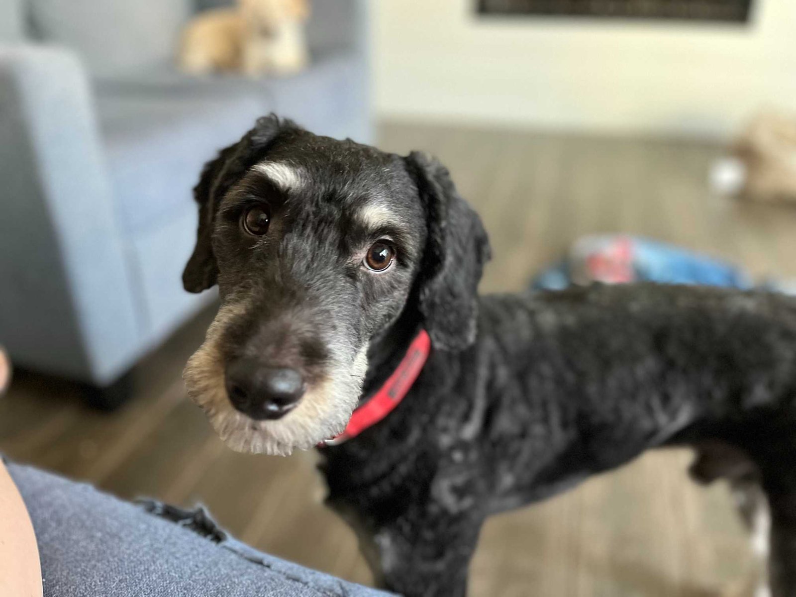 Lost Dog in Bristol, England — listing photo