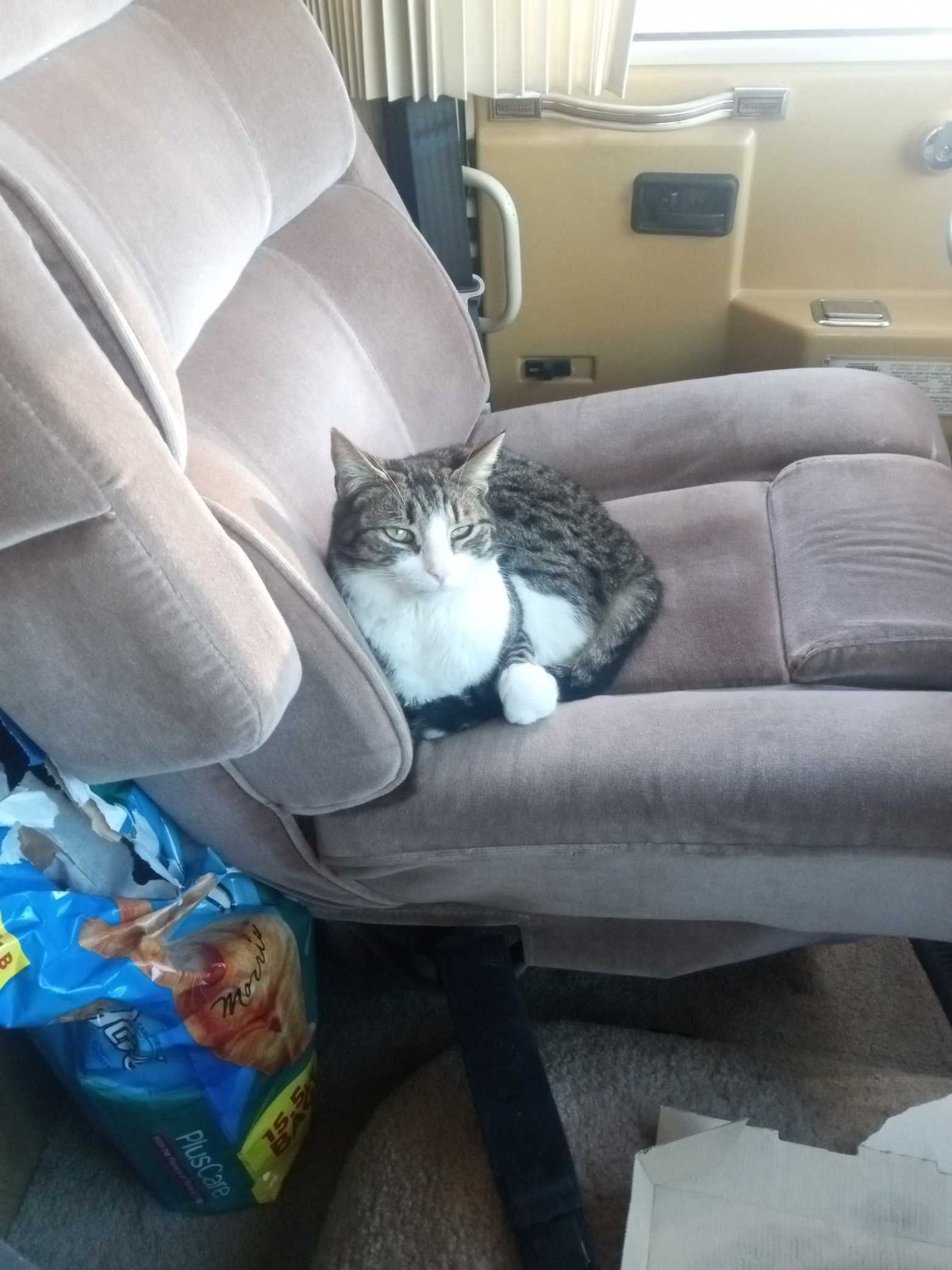 Lost Cat in Brighton, England — listing photo