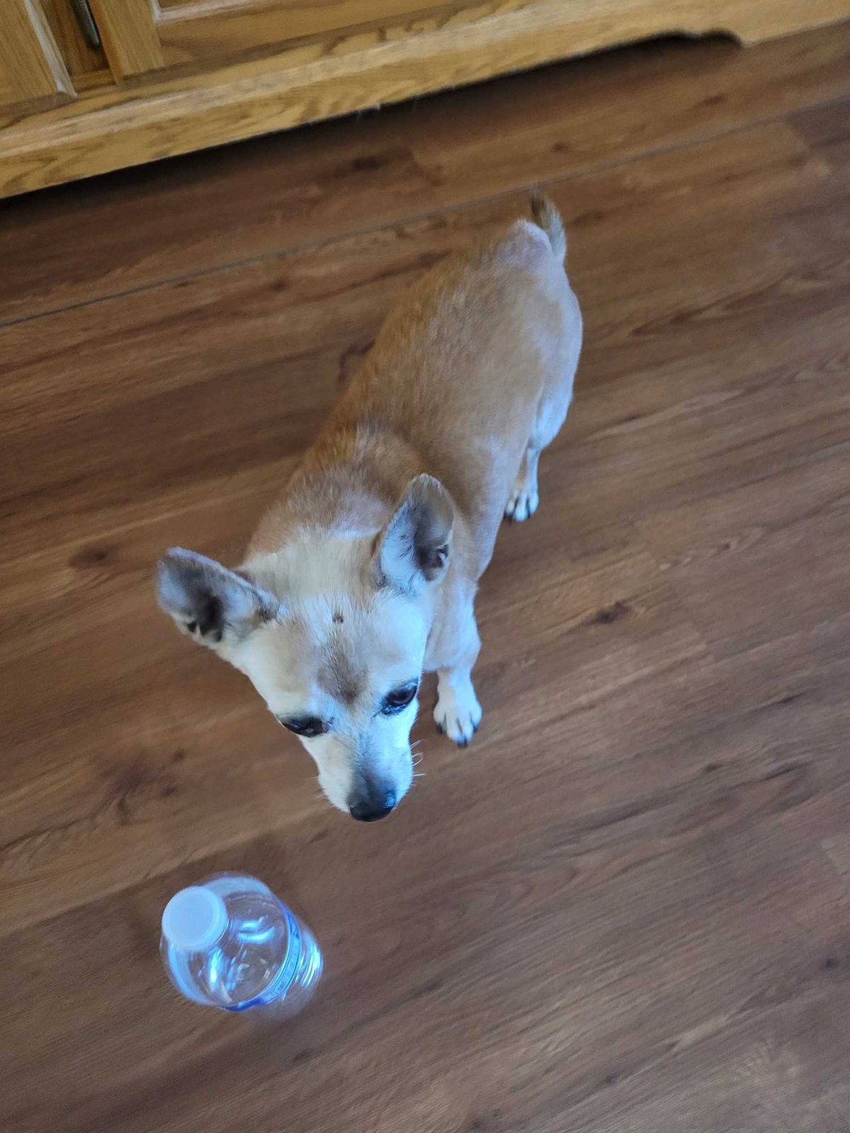 Found Dog in Exeter, England — Dog found safe in Exeter