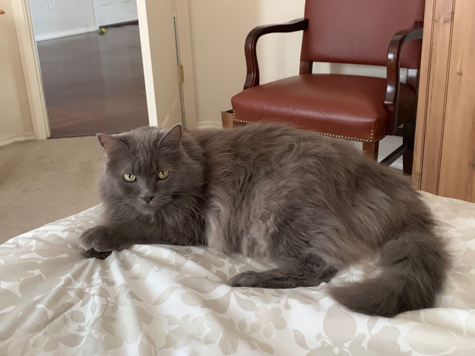 Lost Cat in Oxford, England — listing photo
