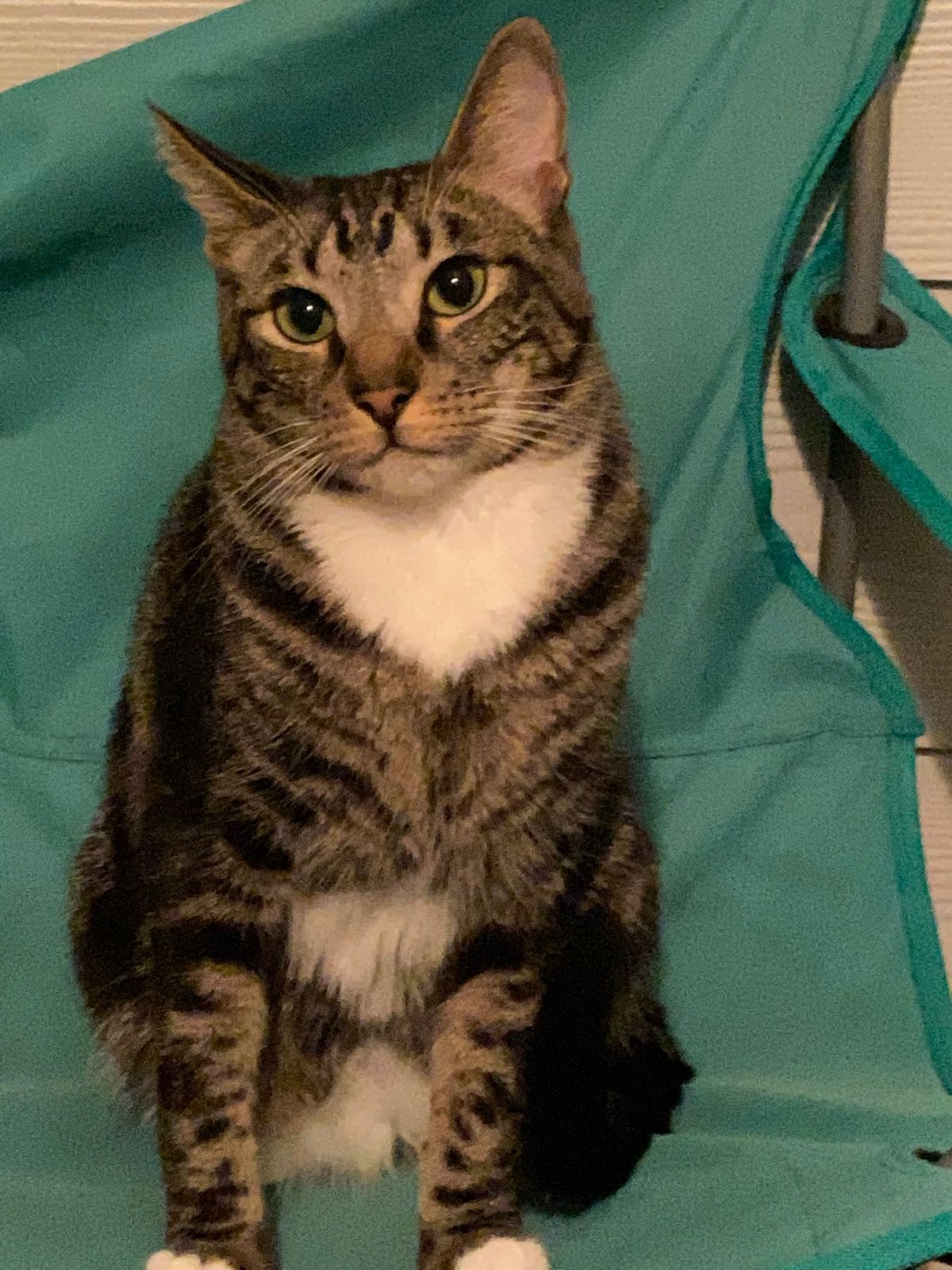 Lost Cat in Sheffield, England — listing photo