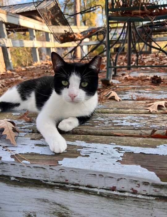 Lost Cat in Edinburgh, Scotland — listing photo
