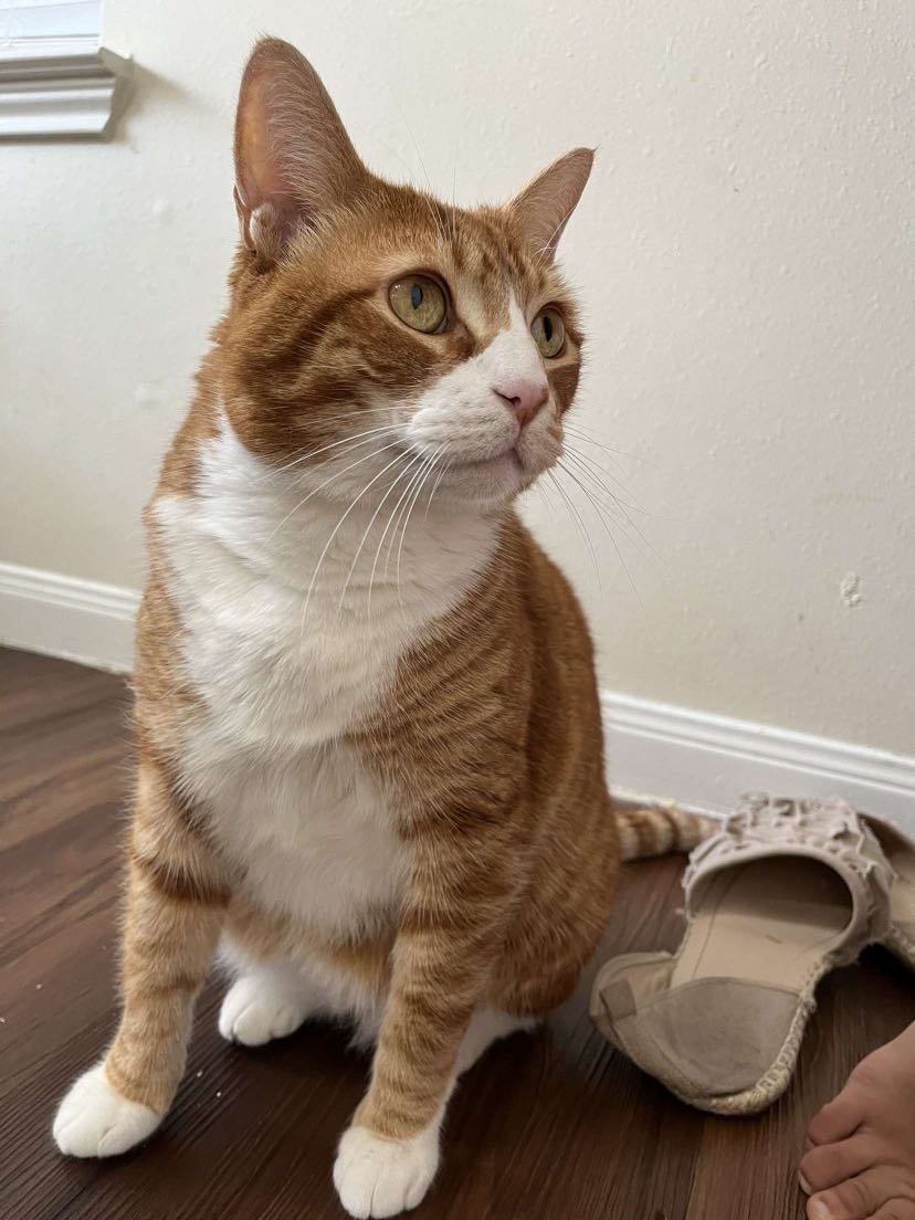 Lost Cat in Oxford, England — listing photo