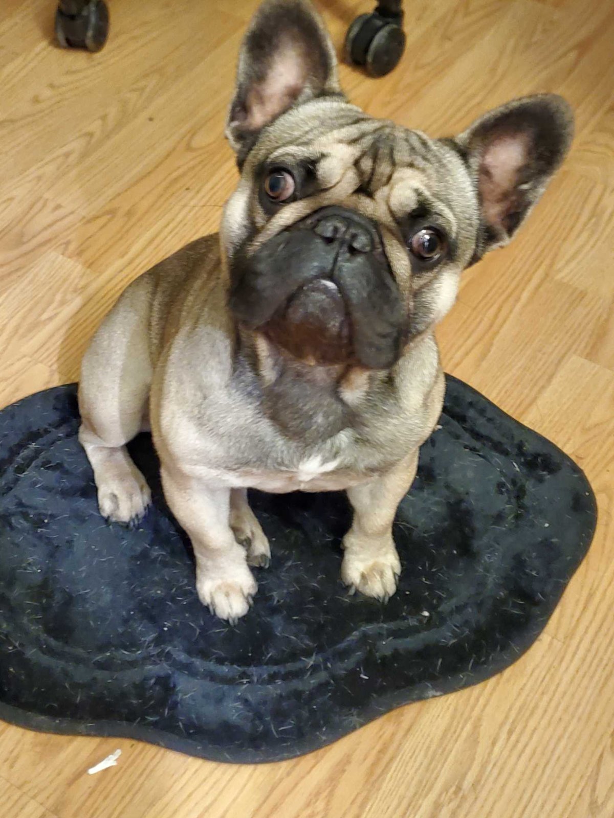 Lost Dog in Brighton, England — listing photo