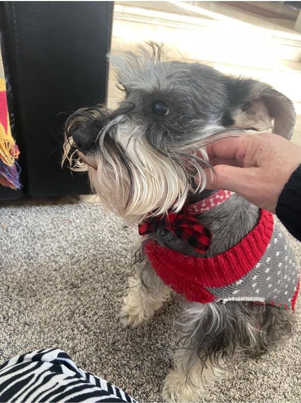 Found Dog in Preston, England — Dog found in Preston