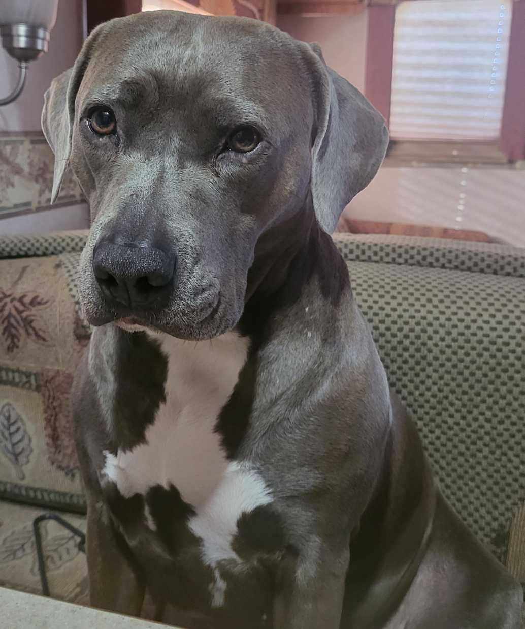 Lost Dog in Northampton, England Lost Dog in Northampton, England — listing photo