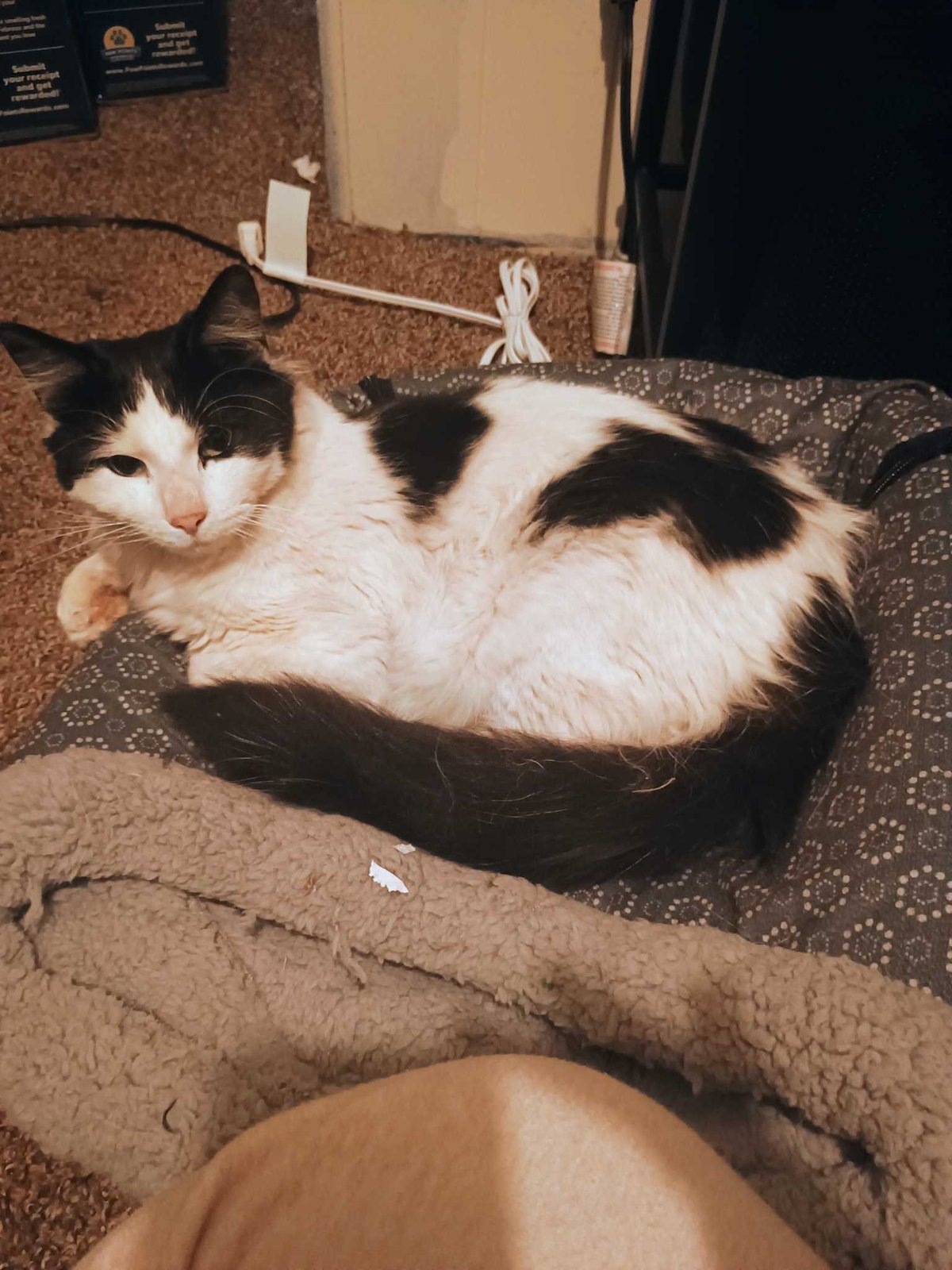 Lost Cat in Swansea, Wales — listing photo