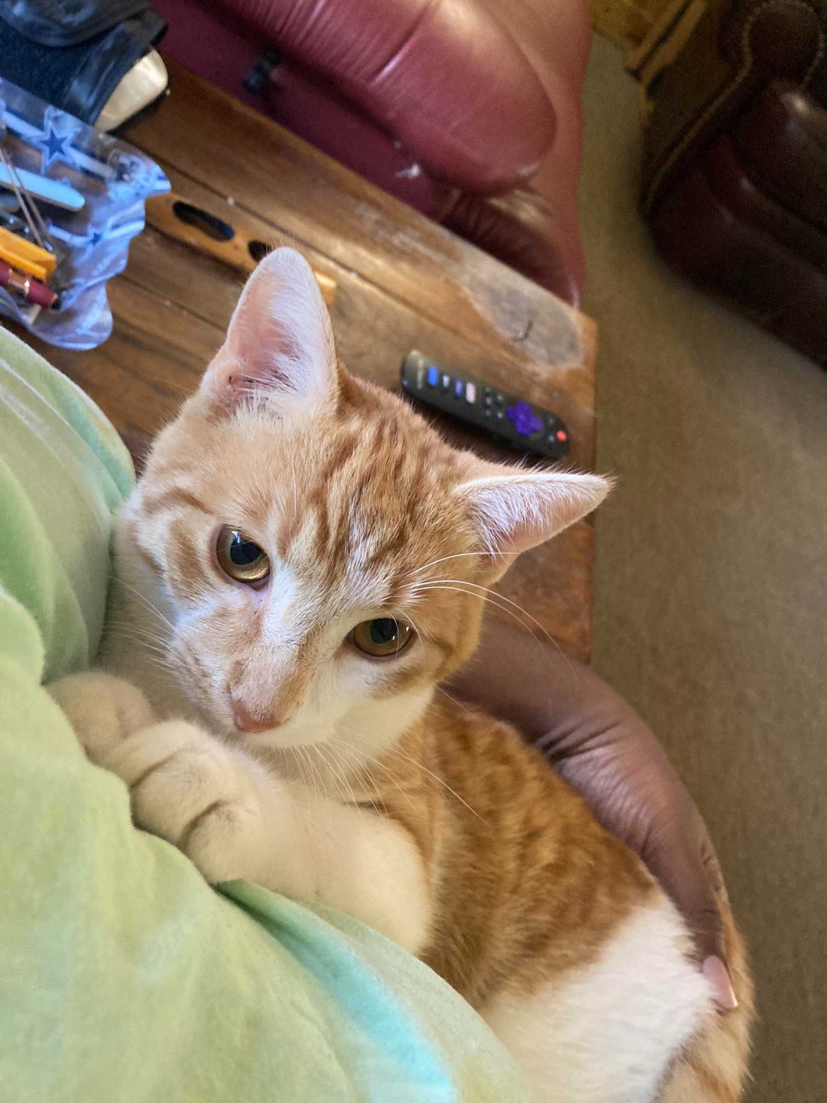 Lost Cat in Coventry, England — listing photo