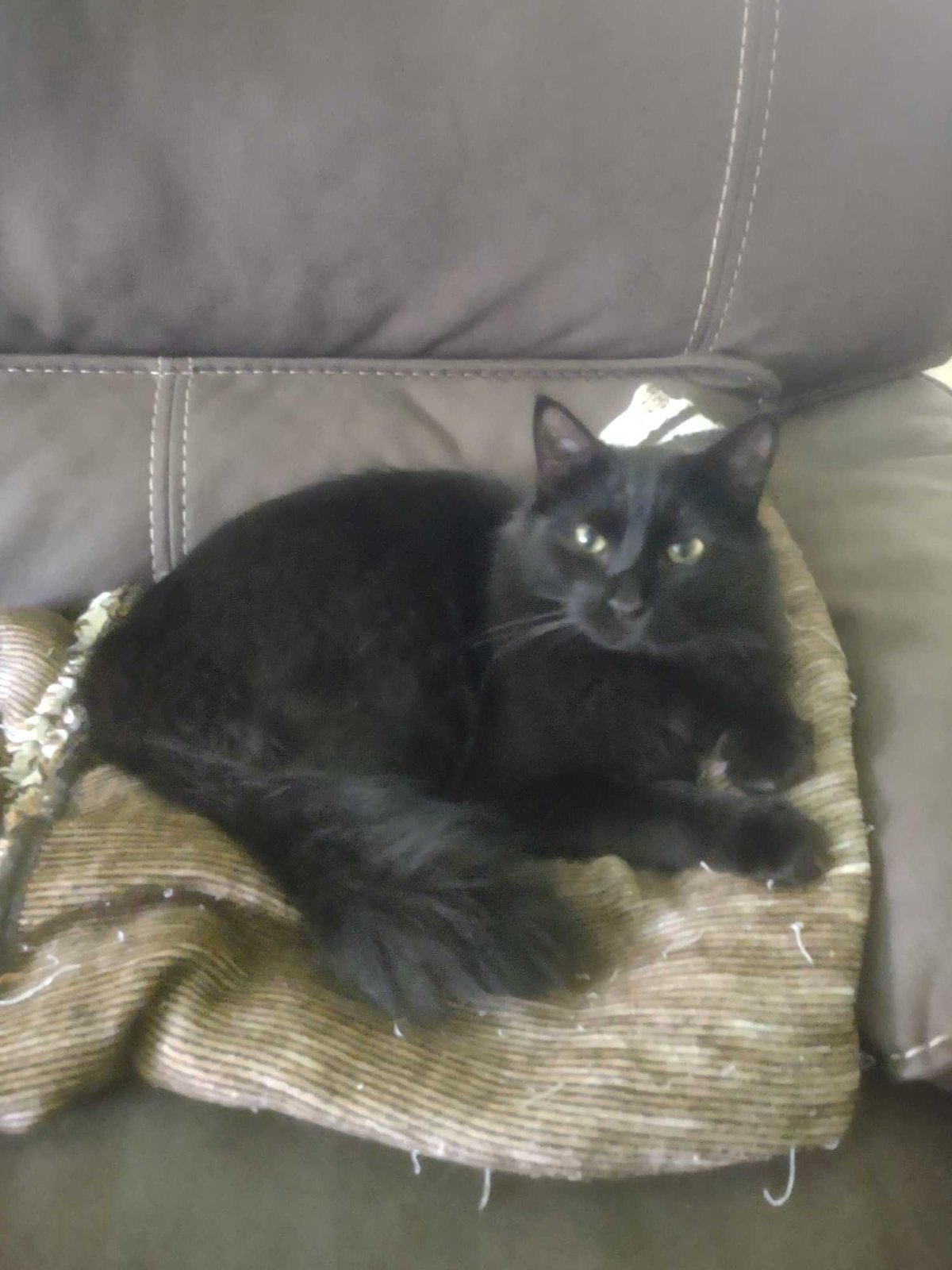 Lost Cat in Portsmouth, England — listing photo