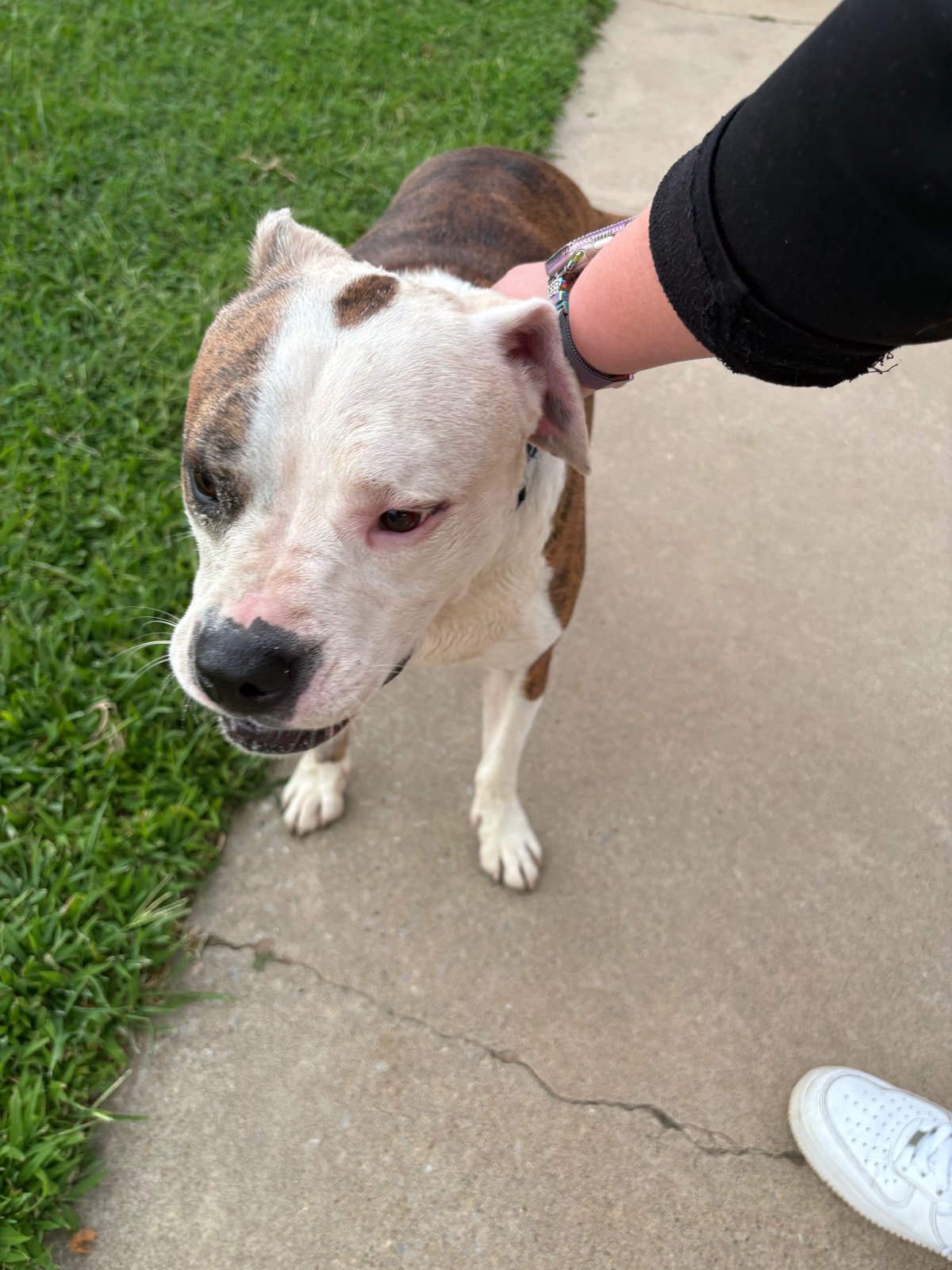 Found Dog in Reading, England — Dog found in Reading