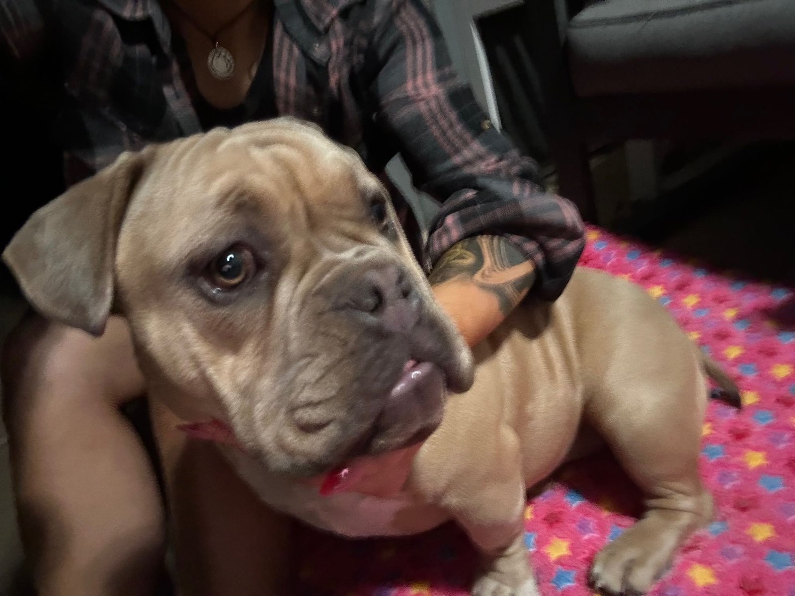 Found Dog in Plymouth, England — Dog found safe in Plymouth