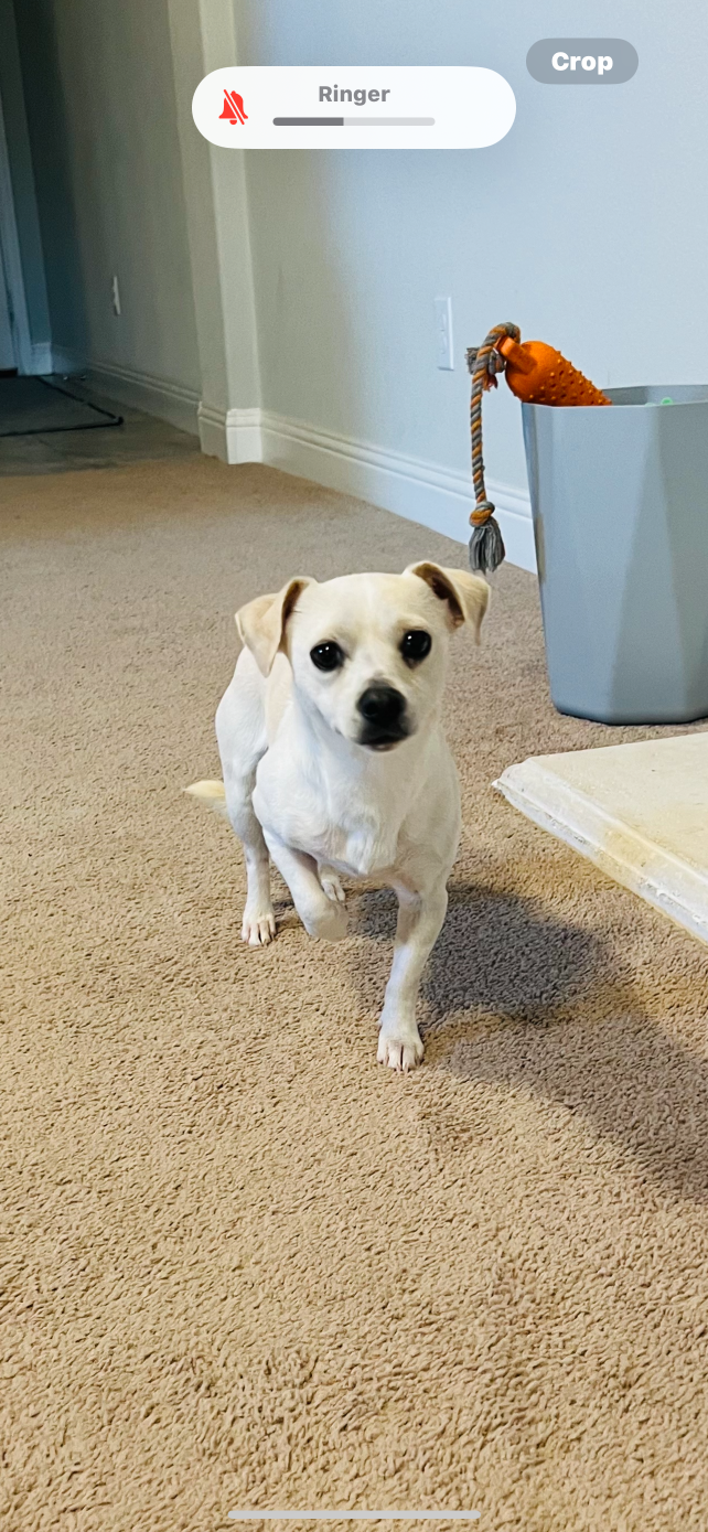 Found Dog in Luton, England — listing photo