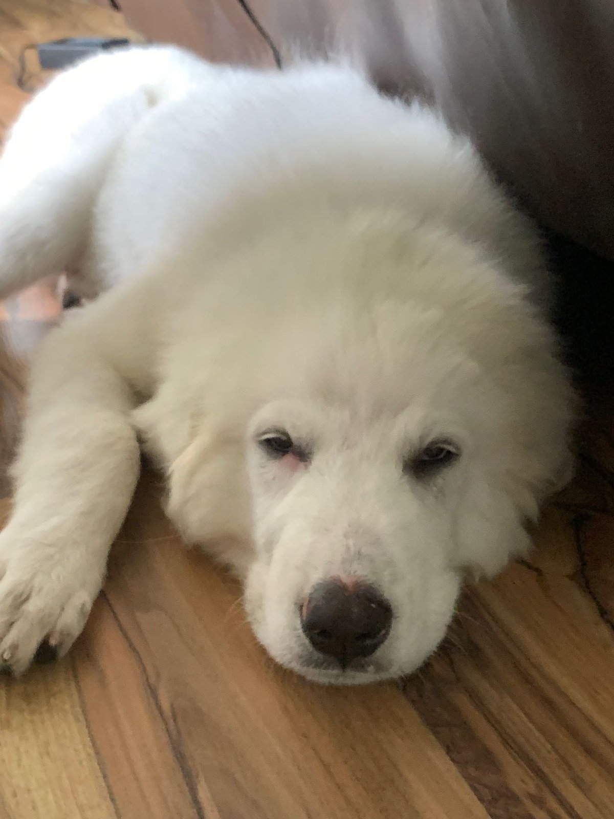 Found Dog in Northampton, England Found Dog in Northampton, England — listing photo