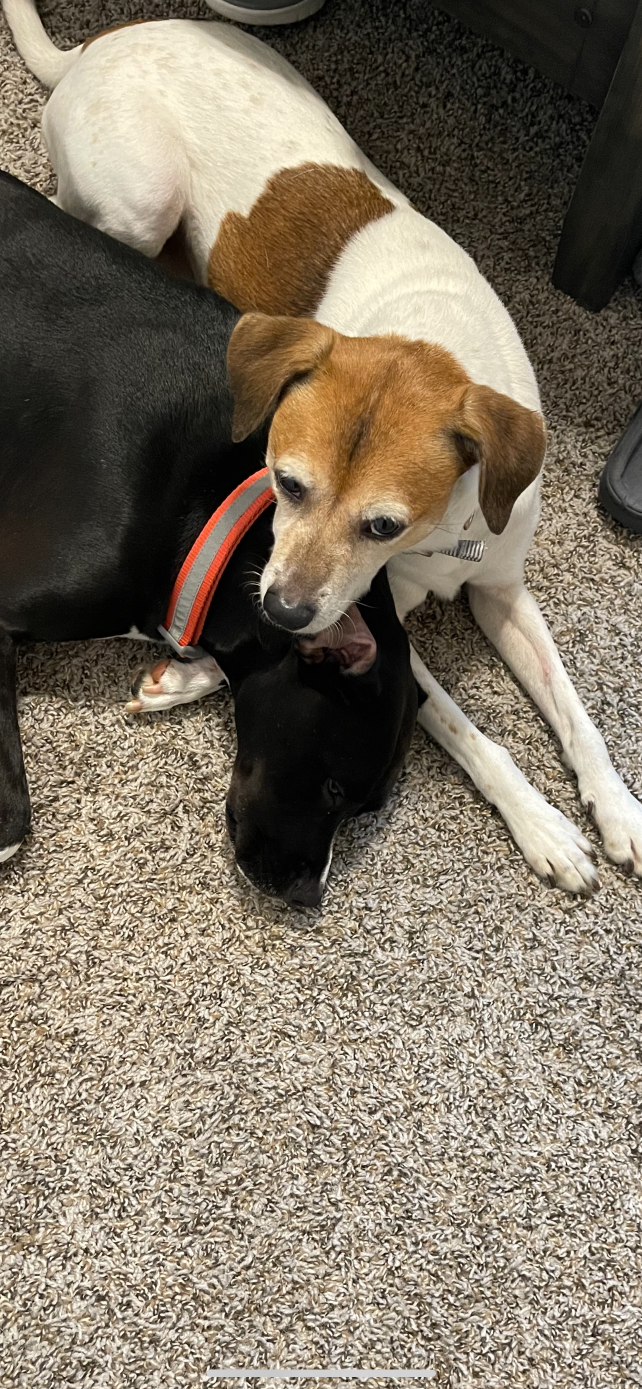 Lost Dog in Manchester, England — listing photo