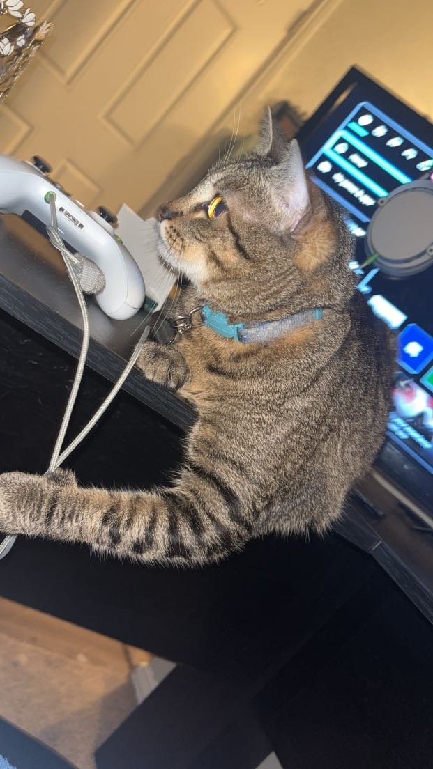 Lost Cat in Gloucester, England — listing photo
