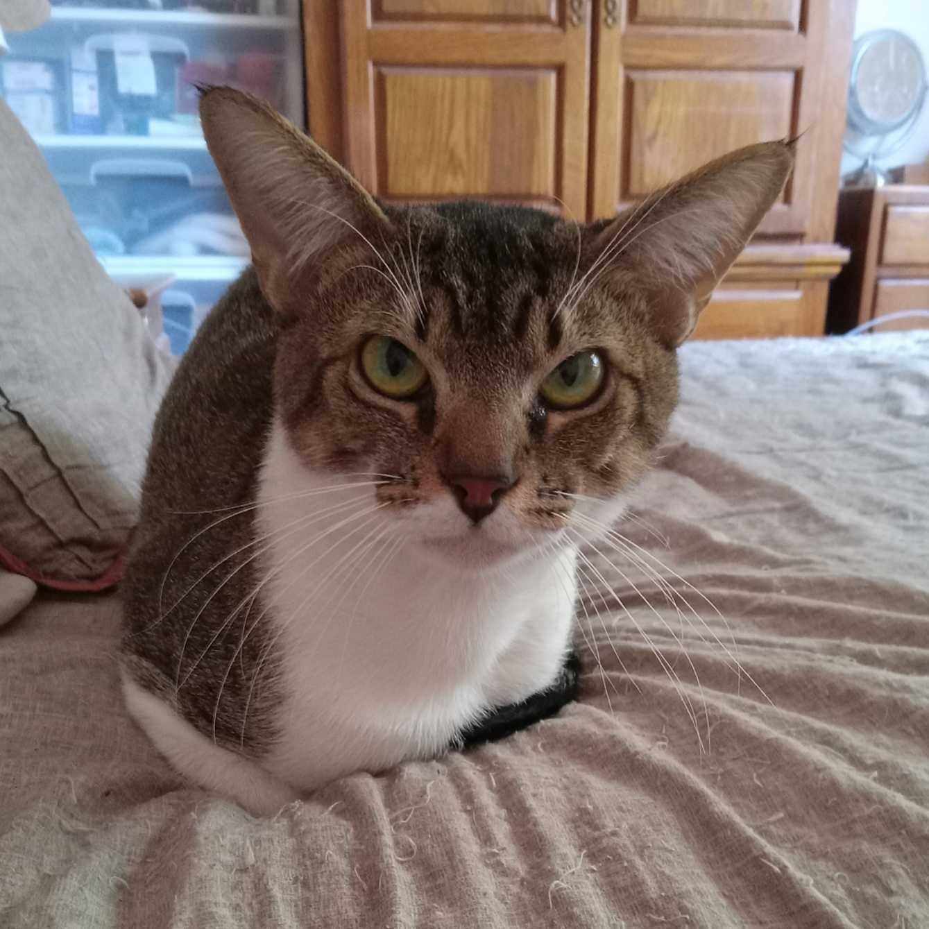 Lost Cat in York, England — listing photo