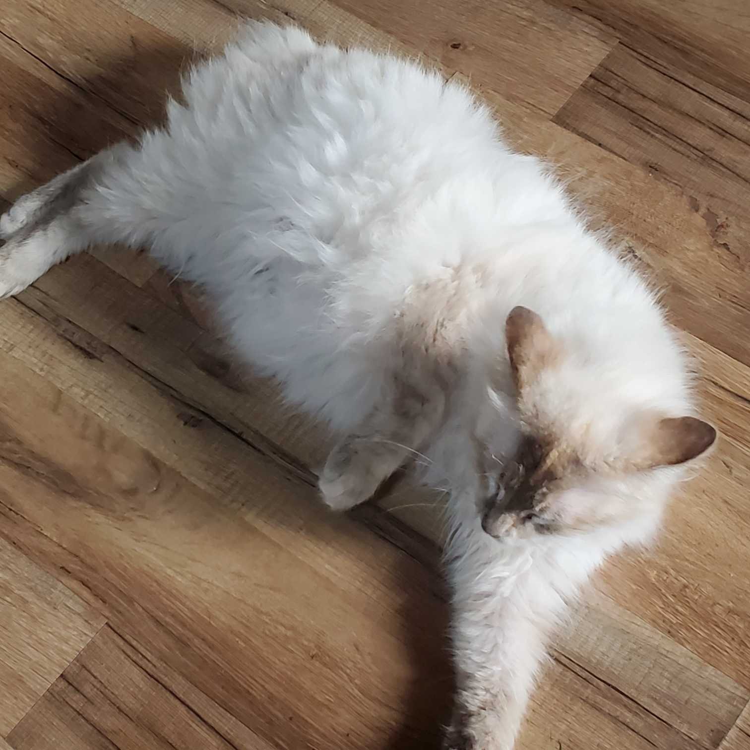 Found Cat in Ipswich, England Found Cat in Ipswich, England — listing photo
