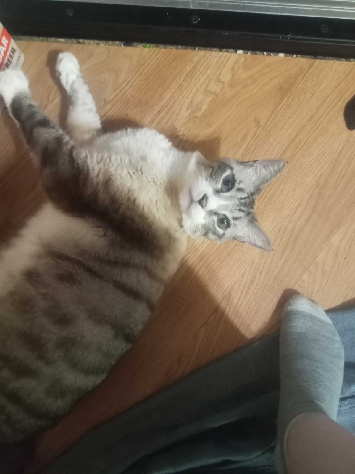 Lost Cat in Telford, England Lost Cat in Telford, England — listing photo