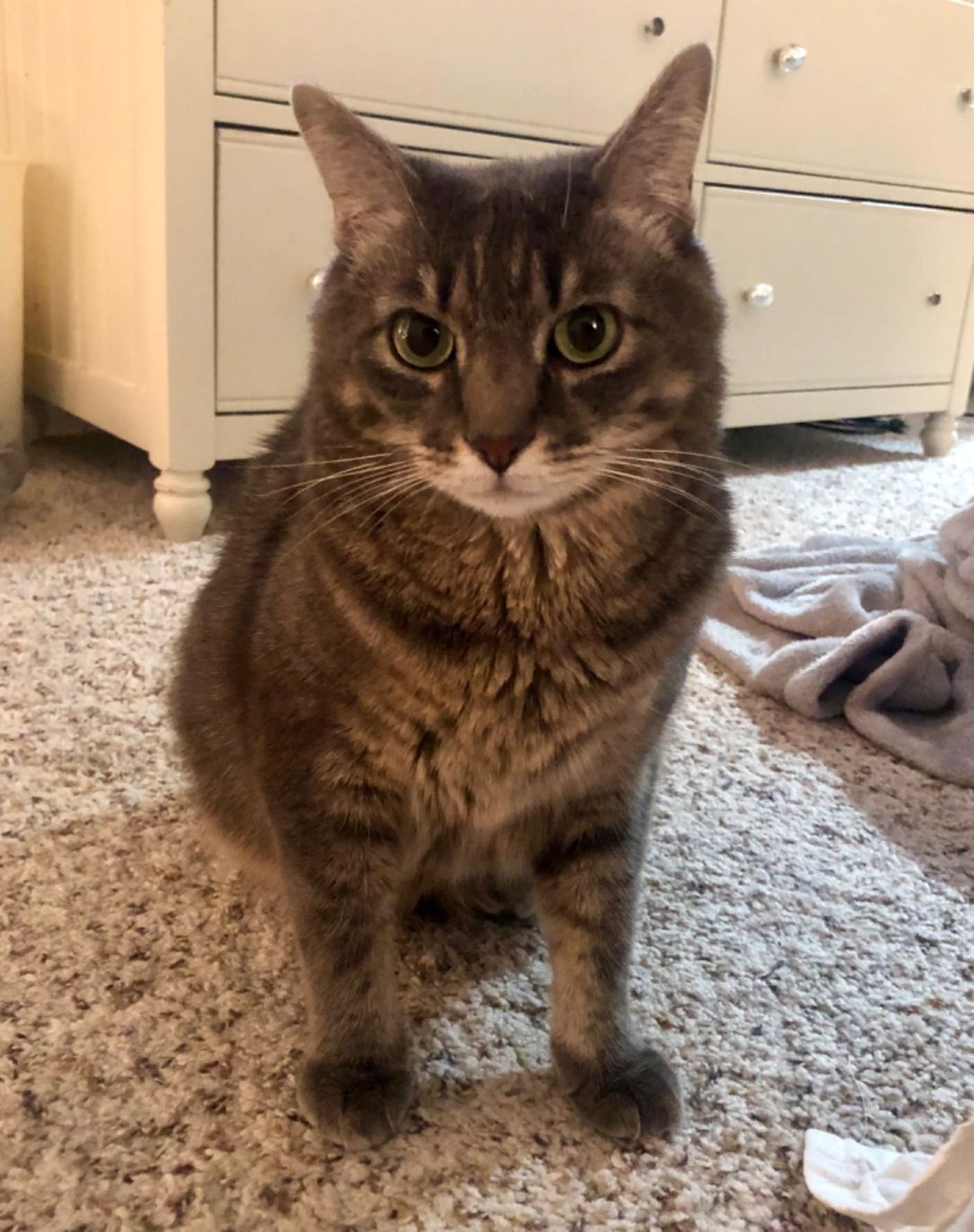 Lost Cat in Kingston upon Hull, England — listing photo