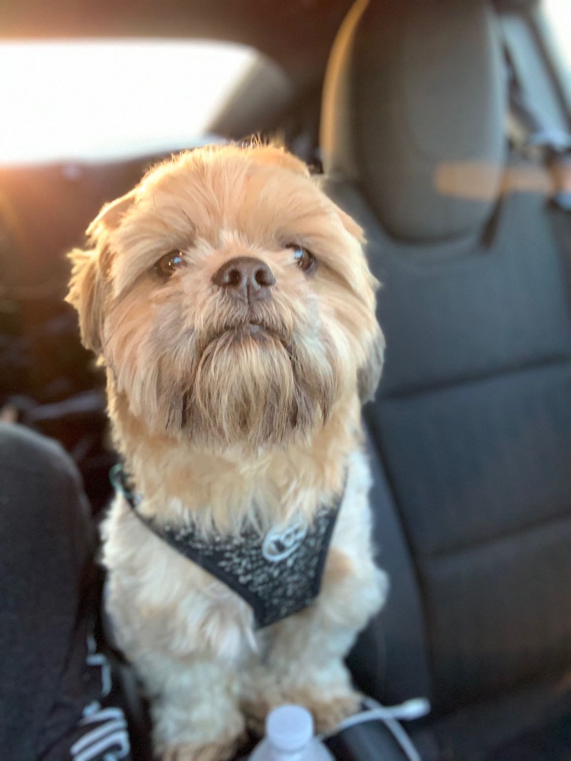 Lost Dog in Leeds, England — listing photo