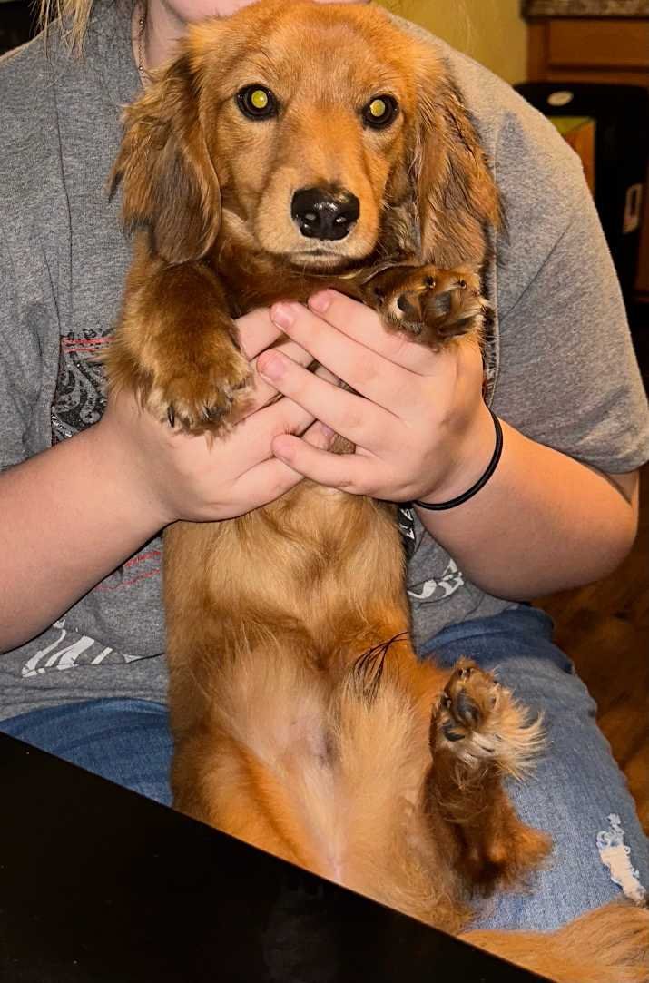 Lost Dog in Cambridge, England — Have you seen this dog in Cambridge?