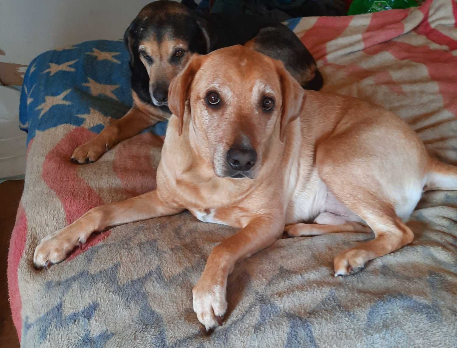 Lost Dog in Norwich, England — listing photo