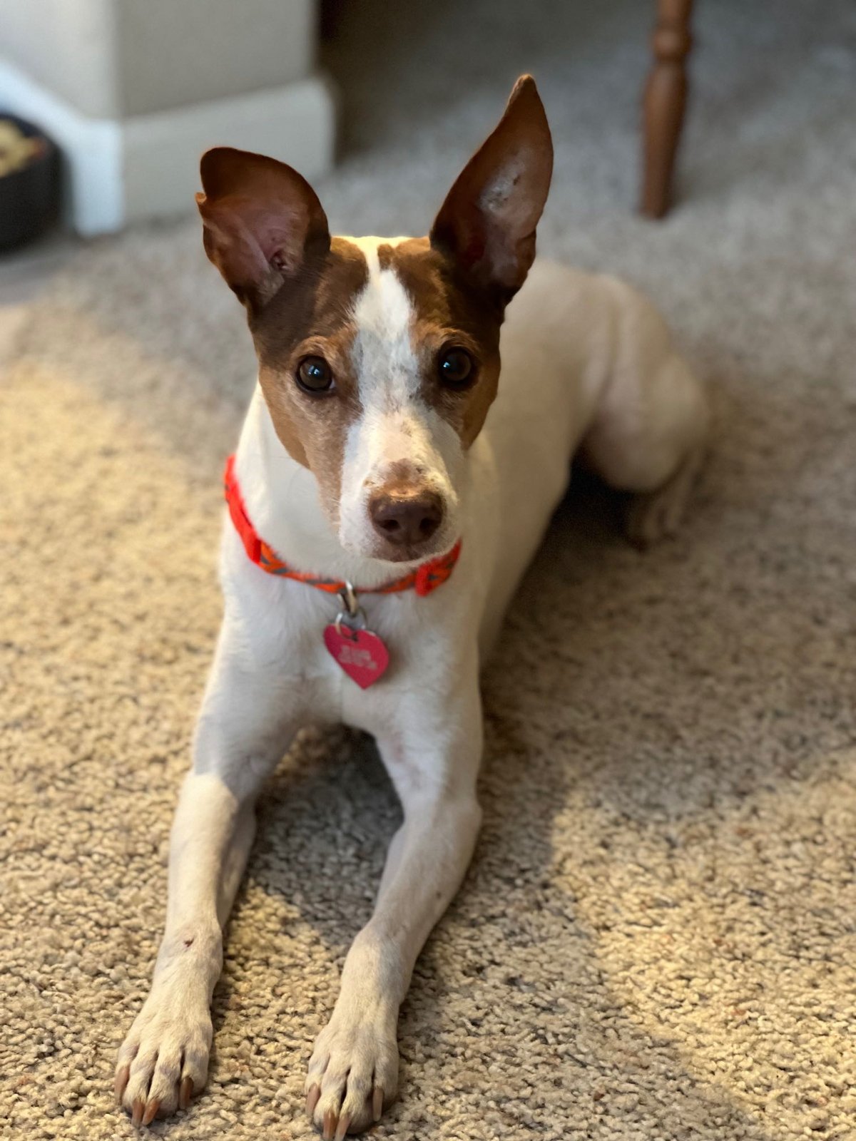Lost Dog in Plymouth, England — listing photo