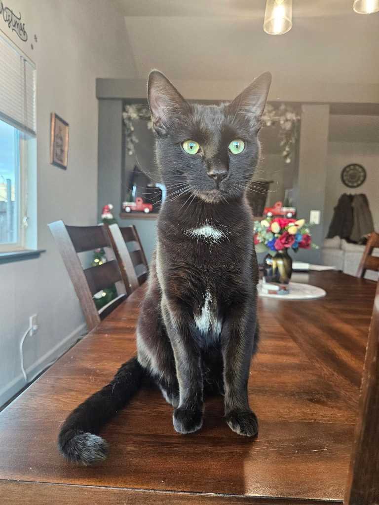 Lost Cat in Swansea, Wales — listing photo