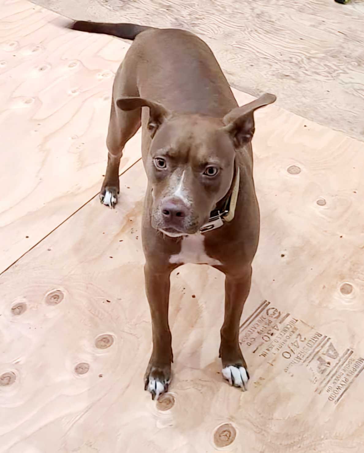 Lost Dog in Luton, England Lost Dog in Luton, England — listing photo