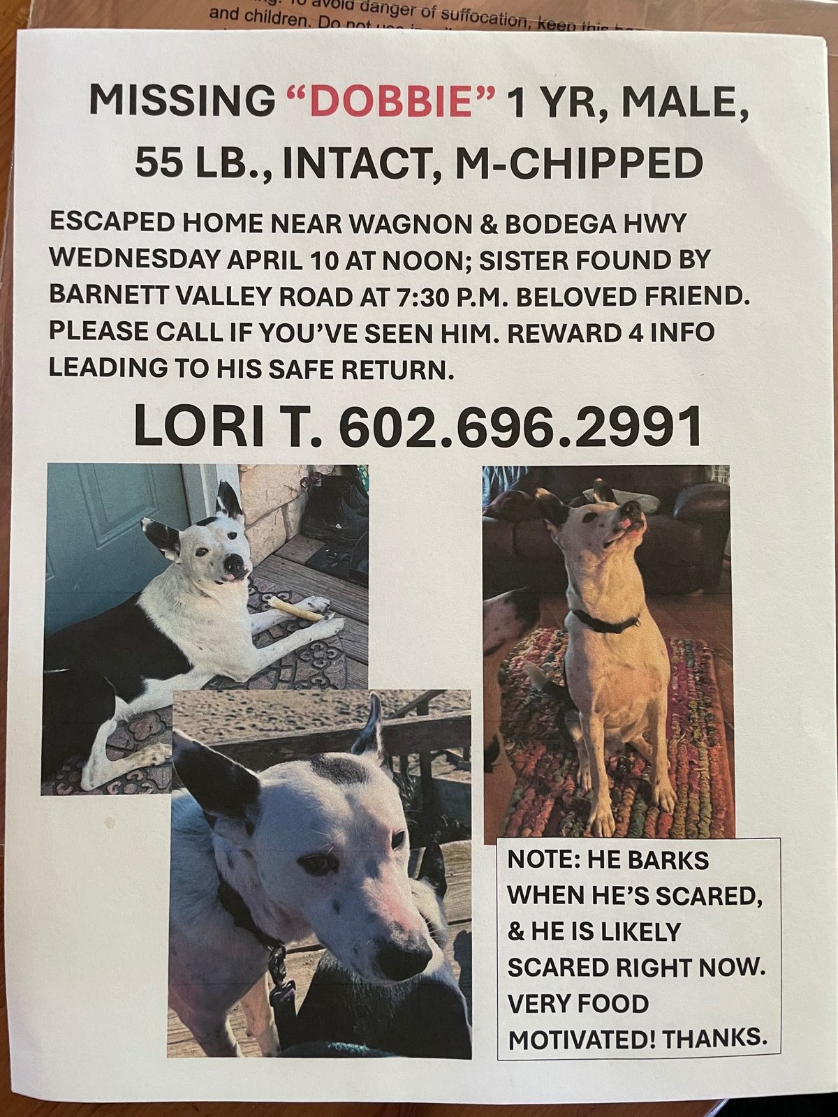 Lost Dog in Glasgow, Scotland — listing photo