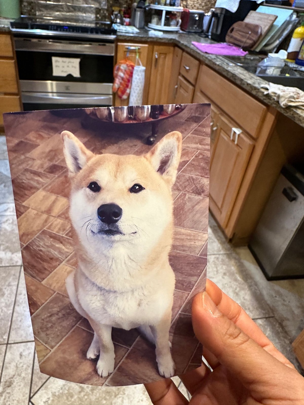 Lost Dog in Southampton, England — listing photo