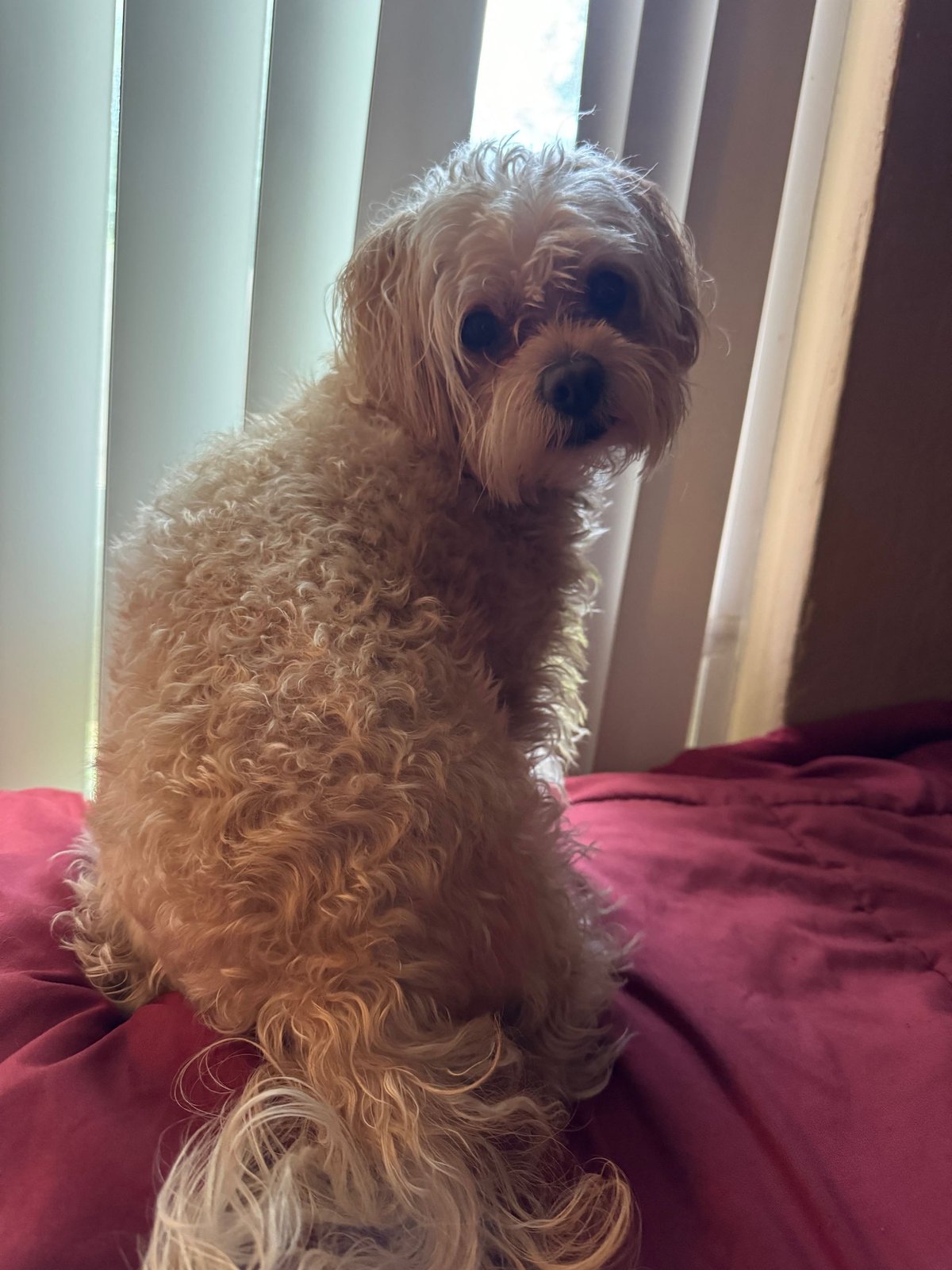 Lost Dog in Glasgow, Scotland — listing photo