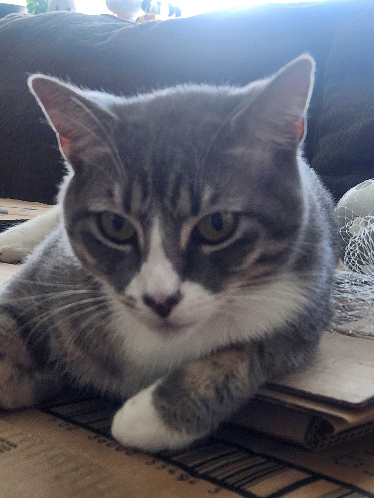 Lost Cat in Bradford, England — listing photo