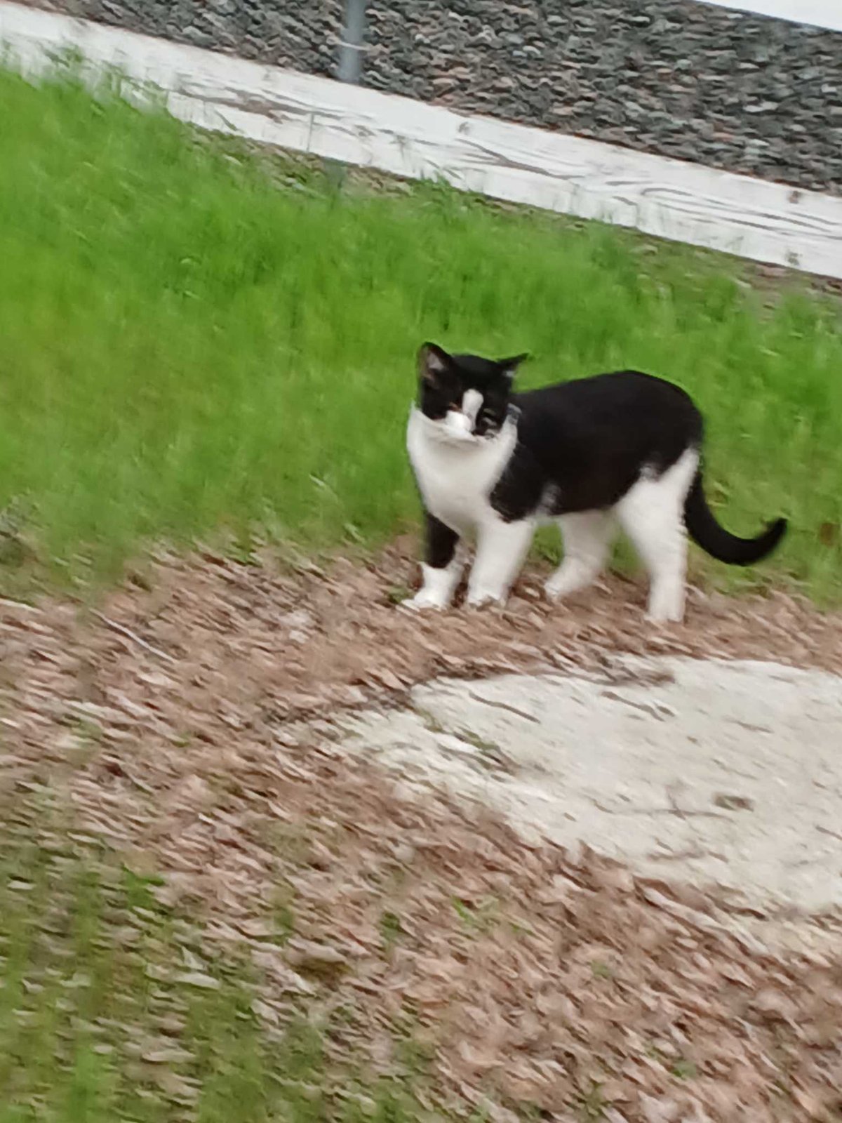 Lost Cat in Bristol, England — Have you seen this cat in Bristol?