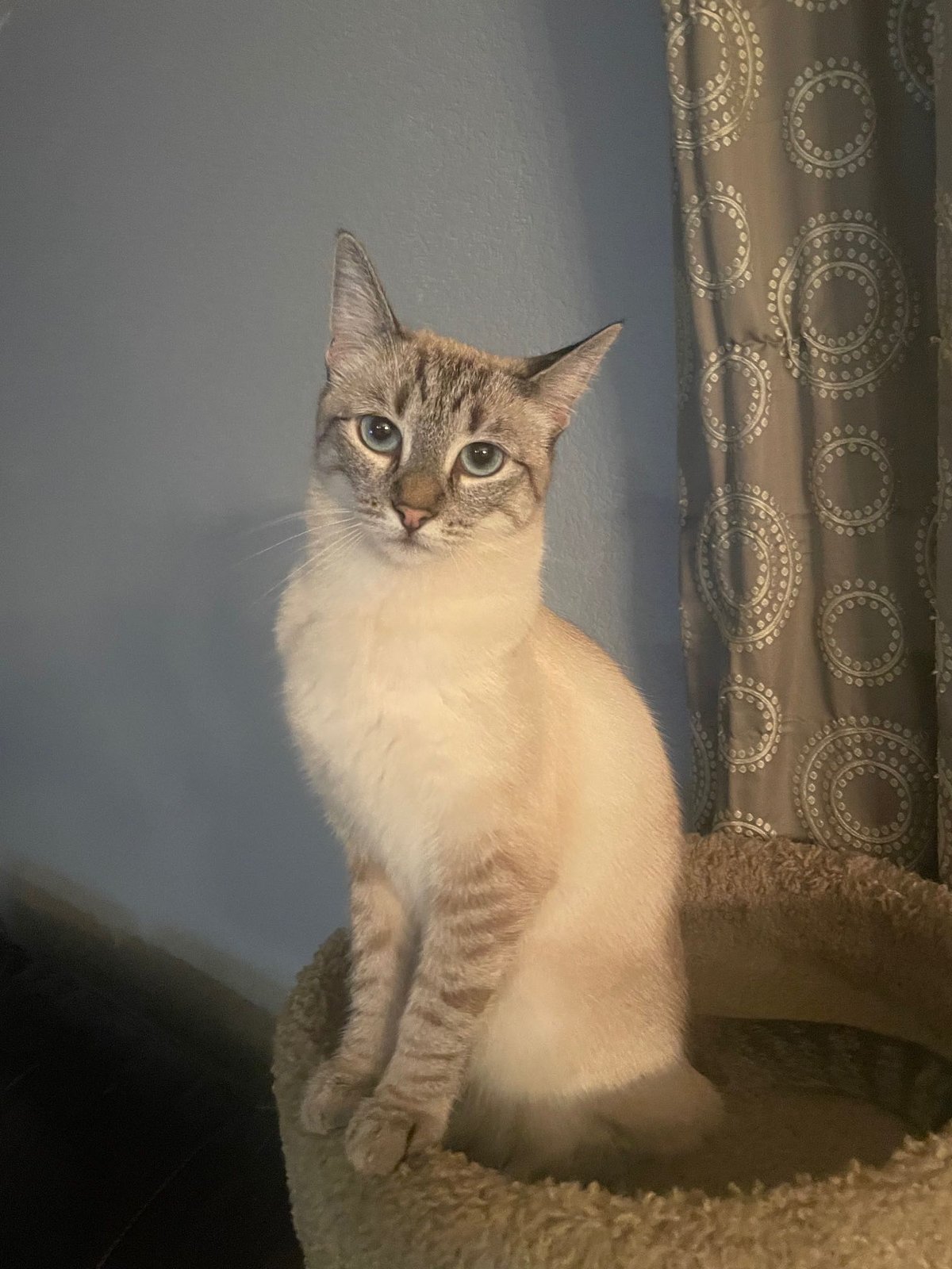 Lost Cat in Belfast, Northern Ireland — listing photo