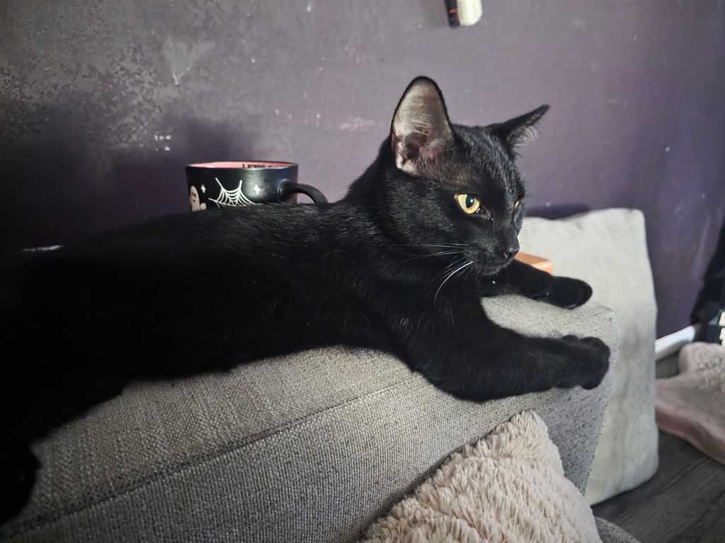 Lost Cat in Birmingham, England — listing photo