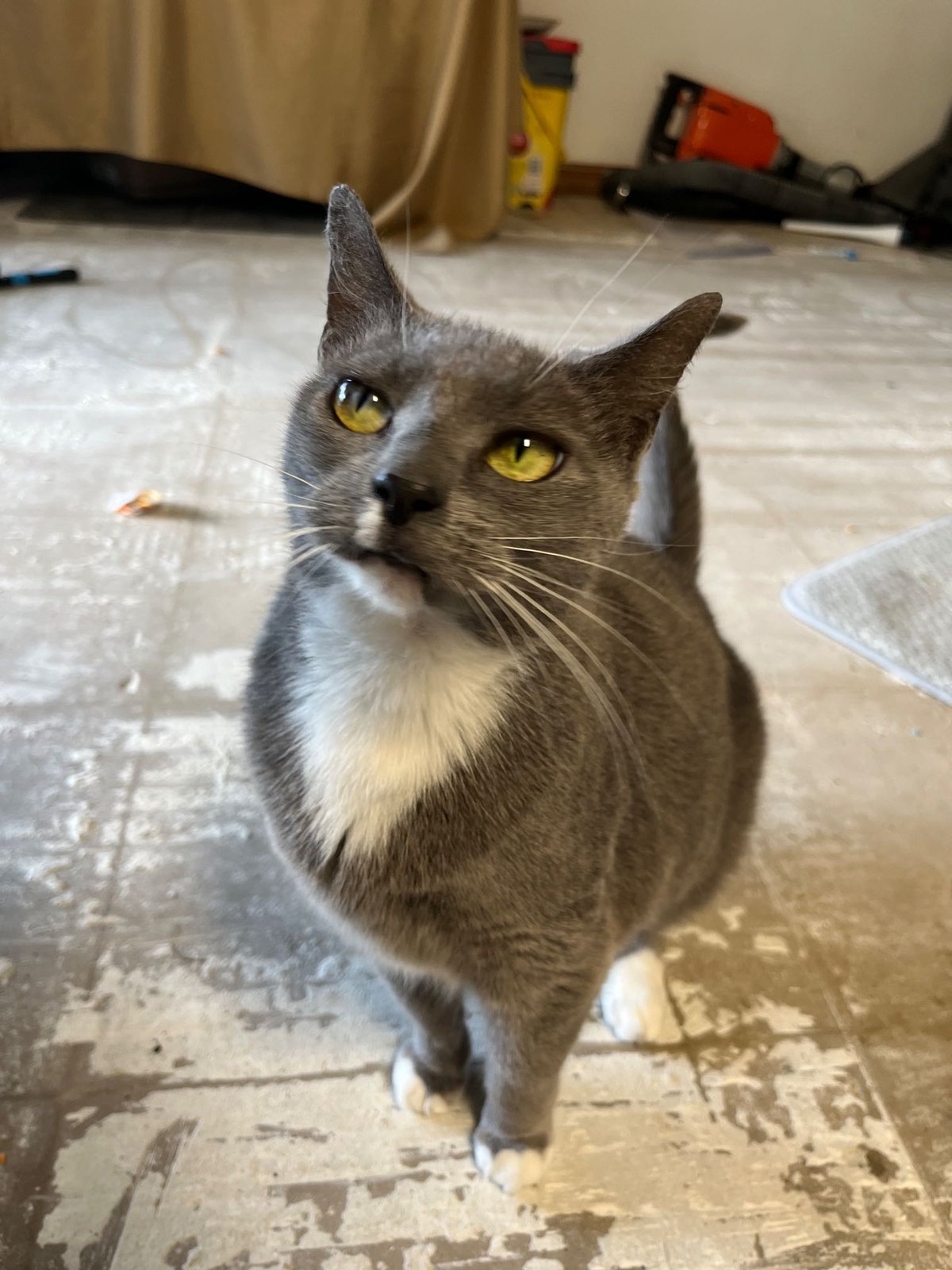 Lost Cat in Portsmouth, England — listing photo