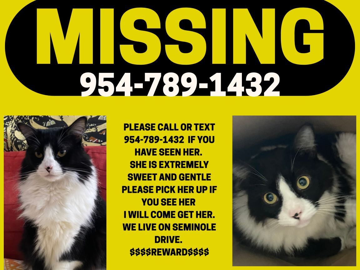 Lost Cat in Northampton, England — listing photo