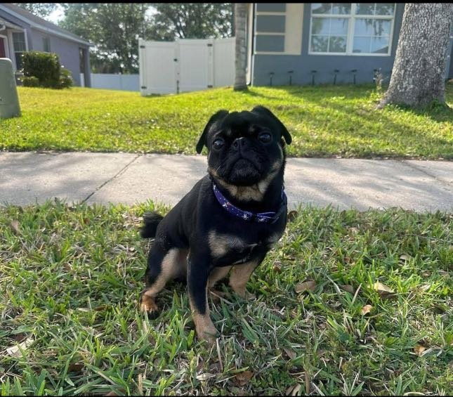 Lost Dog in Bradford, England — listing photo