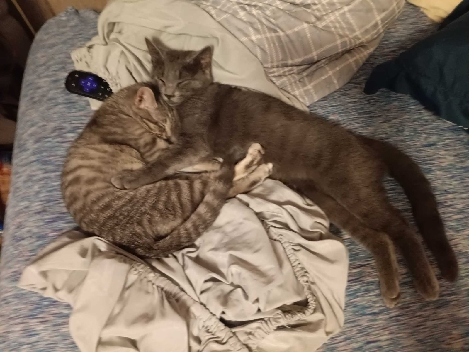 Lost Cat in Reading, England — Have you seen this cat in Reading?