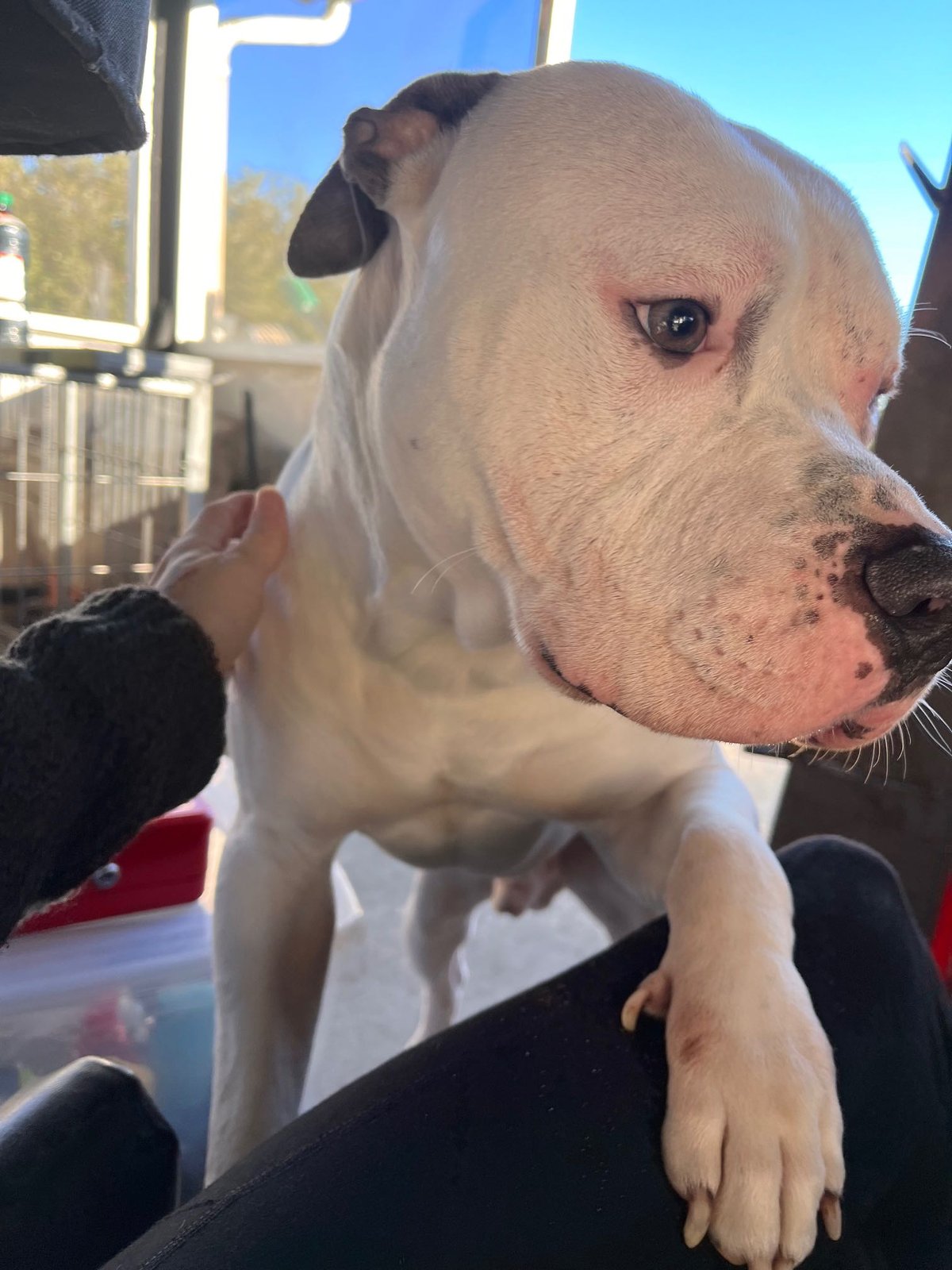 Lost Dog in Portsmouth, England — listing photo