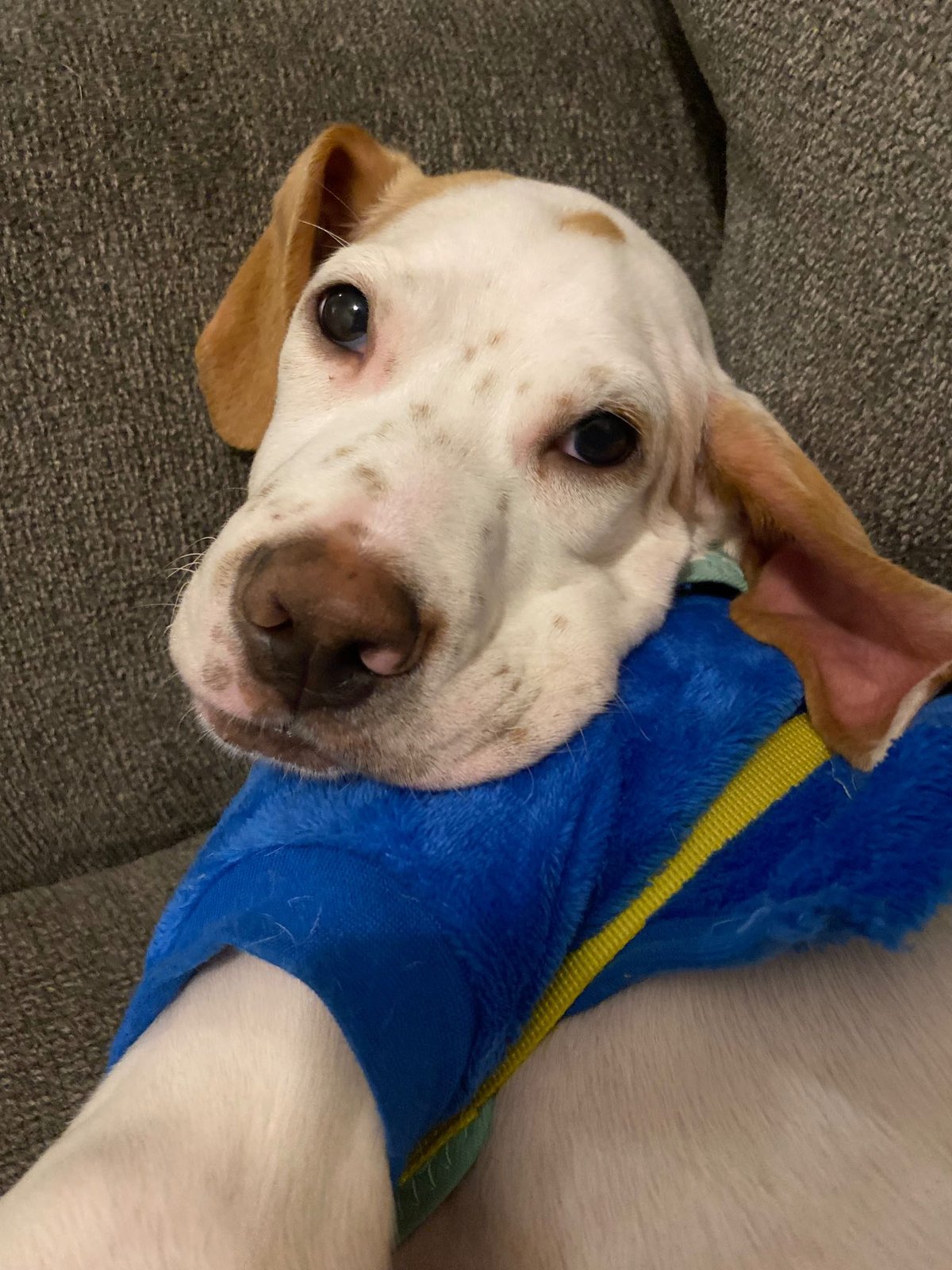 Lost Dog in Northampton, England Lost Dog in Northampton, England — listing photo